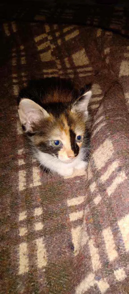 Gato ra a  idade 2 a 6 meses nome S/nome
