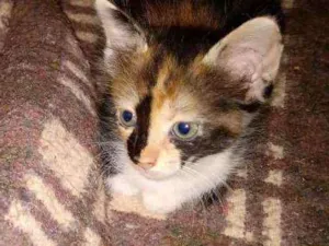Gato raça  idade 2 a 6 meses nome S/nome