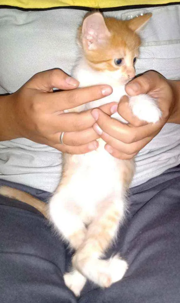 Gato ra a  idade 2 a 6 meses nome S/nome