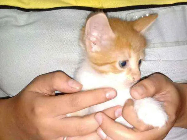 Gato ra a  idade 2 a 6 meses nome S/nome