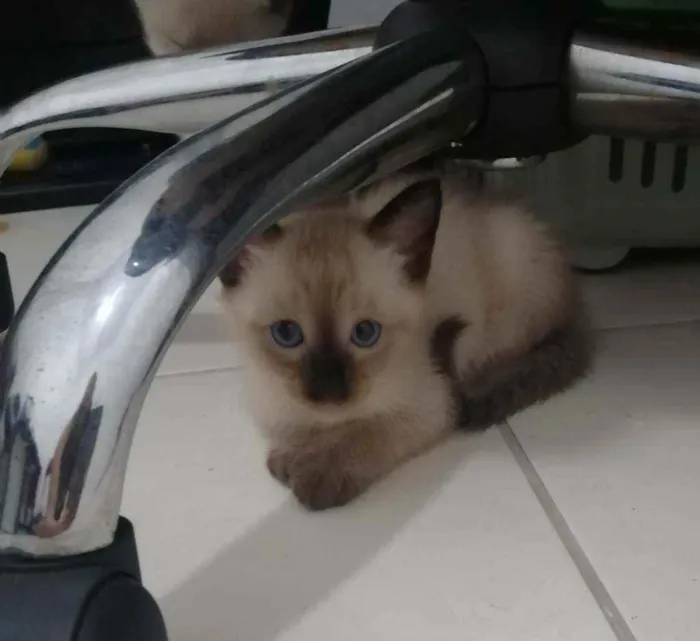 Gato ra a SRD idade Abaixo de 2 meses nome ...