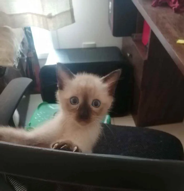 Gato ra a SRD idade Abaixo de 2 meses nome ...
