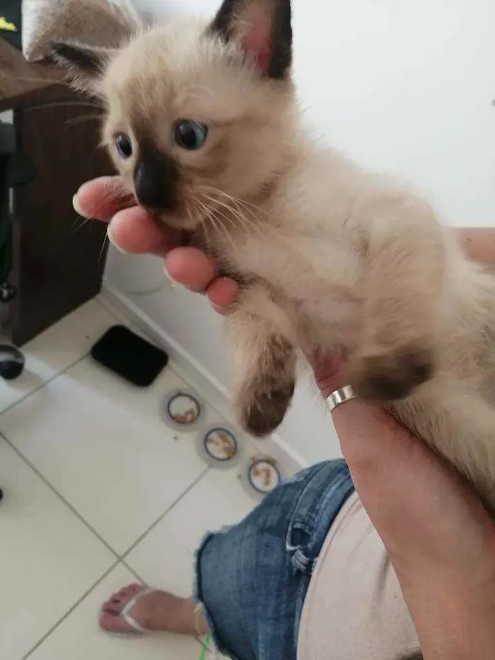 Gato ra a SRD idade Abaixo de 2 meses nome ...