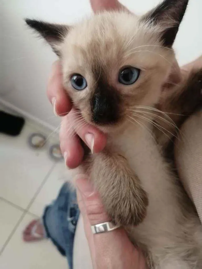 Gato ra a SRD idade Abaixo de 2 meses nome ...