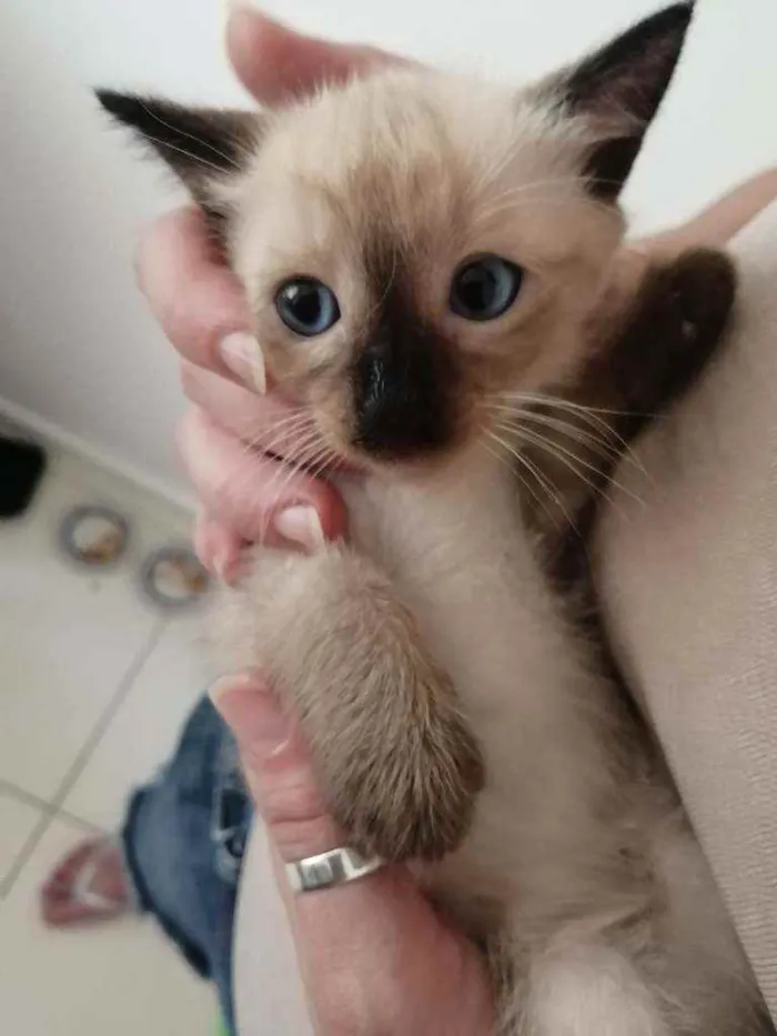 Gato ra a SRD idade Abaixo de 2 meses nome ...