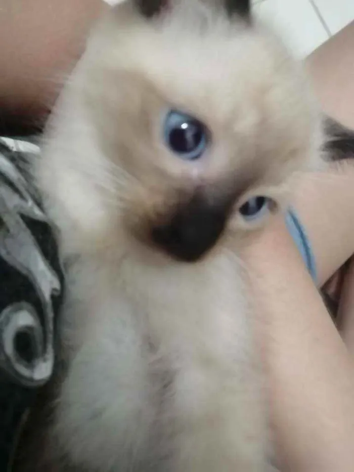 Gato ra a SRD idade Abaixo de 2 meses nome ...