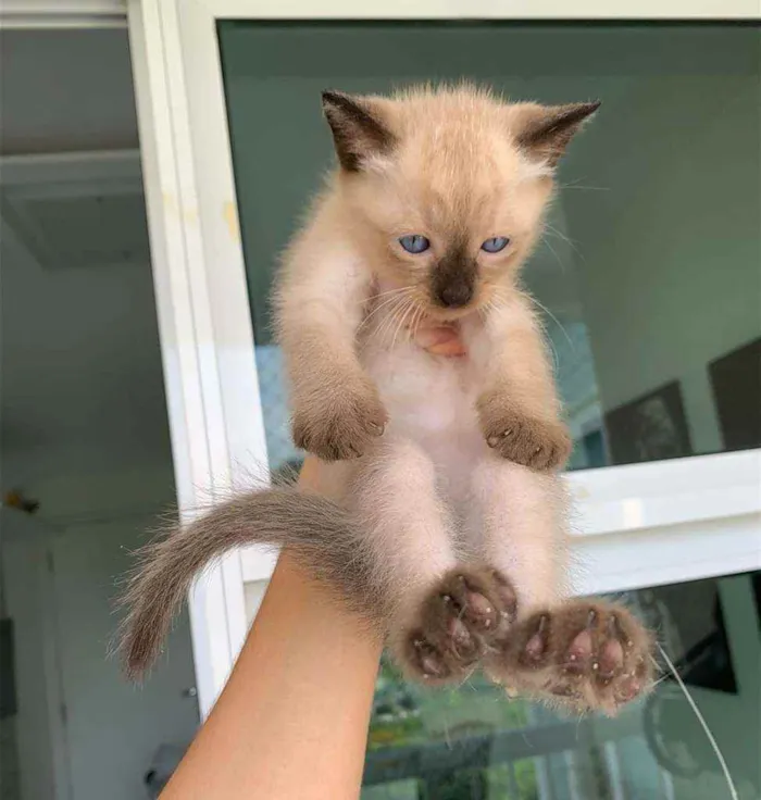Gato ra a SRD idade Abaixo de 2 meses nome ...