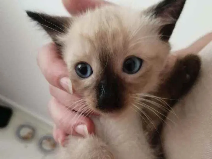 Gato ra a SRD idade Abaixo de 2 meses nome ...