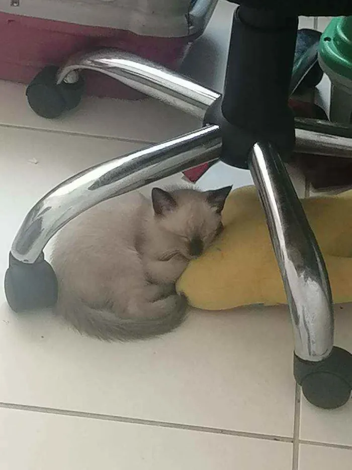 Gato ra a SRD idade Abaixo de 2 meses nome ...