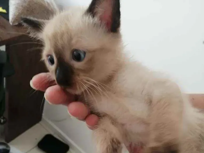 Gato ra a SRD idade Abaixo de 2 meses nome ...