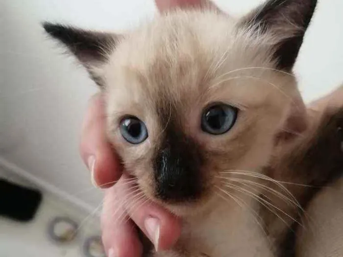 Gato ra a SRD idade Abaixo de 2 meses nome ...