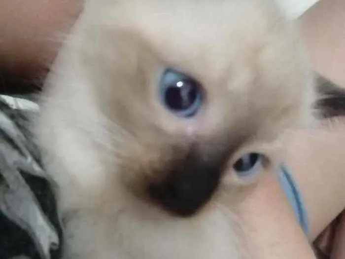 Gato ra a SRD idade Abaixo de 2 meses nome ...