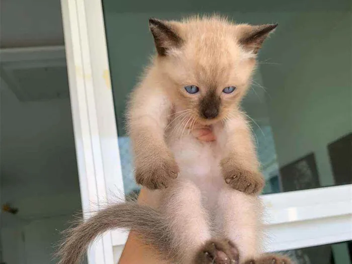 Gato ra a SRD idade Abaixo de 2 meses nome ...