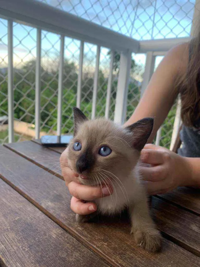 Gato ra a SRD idade Abaixo de 2 meses nome ...