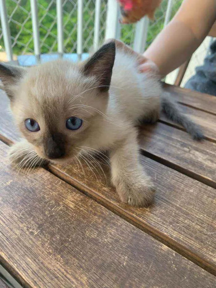 Gato ra a SRD idade Abaixo de 2 meses nome ...