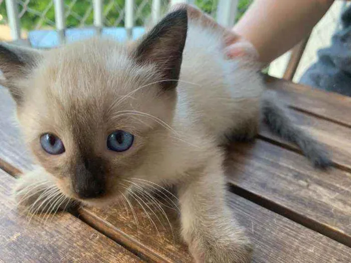 Gato ra a SRD idade Abaixo de 2 meses nome ...