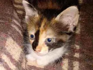 Gato raça  idade 2 a 6 meses nome S/nome
