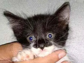 Gato ra a  idade 2 a 6 meses nome S/nome