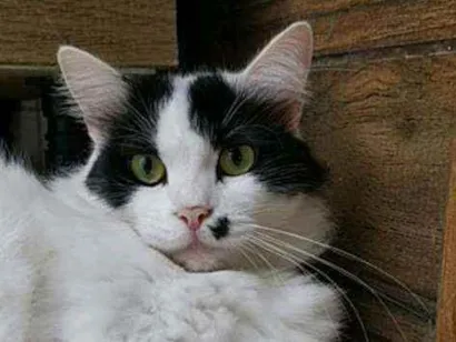 Gato raça Não definida idade 3 anos nome Laka