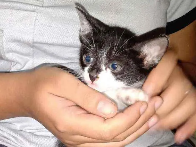 Gato ra a  idade 2 a 6 meses nome S/nome