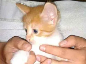 Gato raça  idade 2 a 6 meses nome S/nome