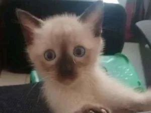 Gato raça SRD idade Abaixo de 2 meses nome ...