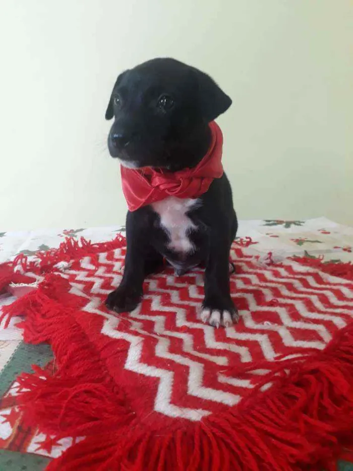 Cachorro raça Srd idade Abaixo de 2 meses nome Zeca