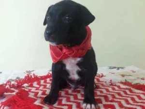 Cachorro raça Srd idade Abaixo de 2 meses nome Zeca