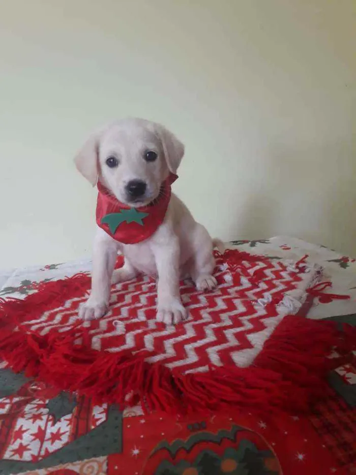 Cachorro raça Srd idade Abaixo de 2 meses nome Alok