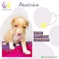 Abelhinha