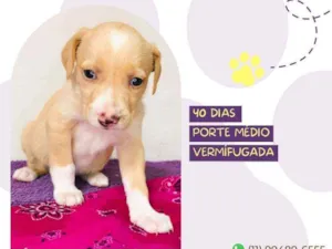 Cachorro raça Srd idade Abaixo de 2 meses nome Abelhinha