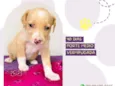 Cachorro raça Srd idade Abaixo de 2 meses nome Abelhinha