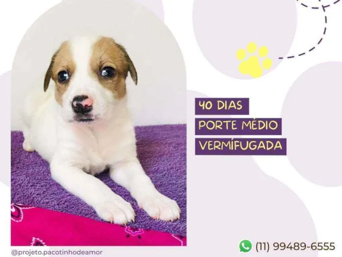 Cachorro raça Srd idade Abaixo de 2 meses nome Dudinha