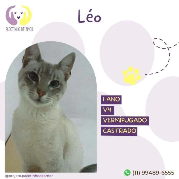 Gato raça Srd idade 1 ano nome Léo 