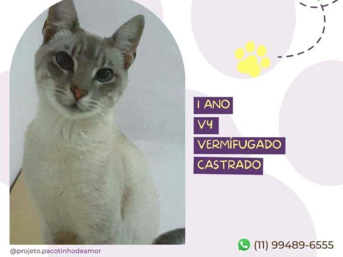 Gato raça Srd idade 1 ano nome Léo 