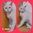 Gato raça Srd idade 2 a 6 meses nome Gatinhos diversos