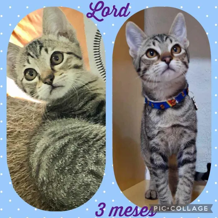 Gato raça Srd idade 2 a 6 meses nome Gatinhos diversos