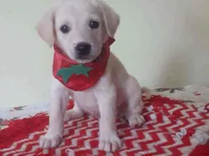 Cachorro raça Srd idade Abaixo de 2 meses nome Alok