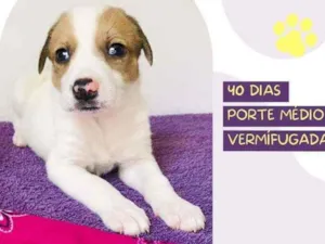 Cachorro raça Srd idade Abaixo de 2 meses nome Dudinha