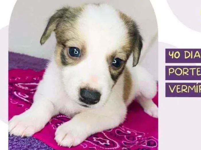 Cachorro raça Srd idade Abaixo de 2 meses nome Aninha 