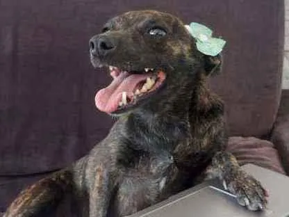 Cachorro raça Srd idade 2 anos nome Rubi