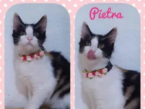 Gato raça Srd idade 2 a 6 meses nome Gatinhos diversos