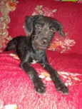 Apolo