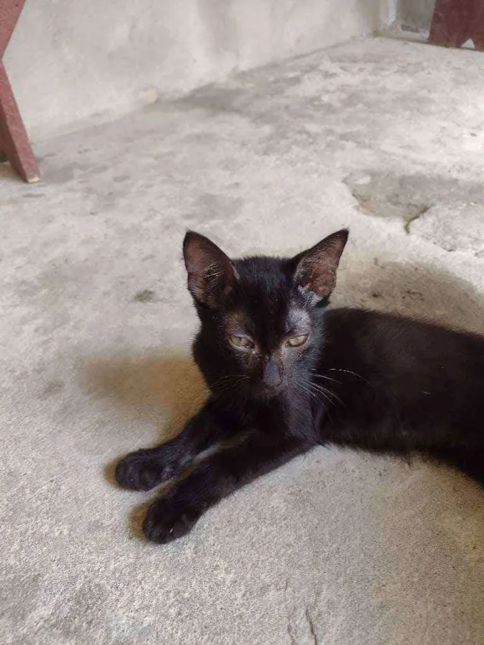 Gato ra a  idade 7 a 11 meses nome Simas