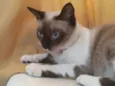 Nala
