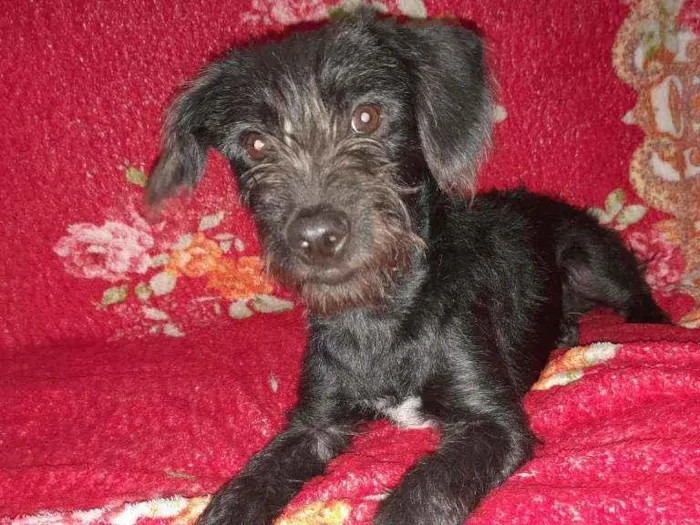 Cachorro ra a  idade 7 a 11 meses nome Apolo