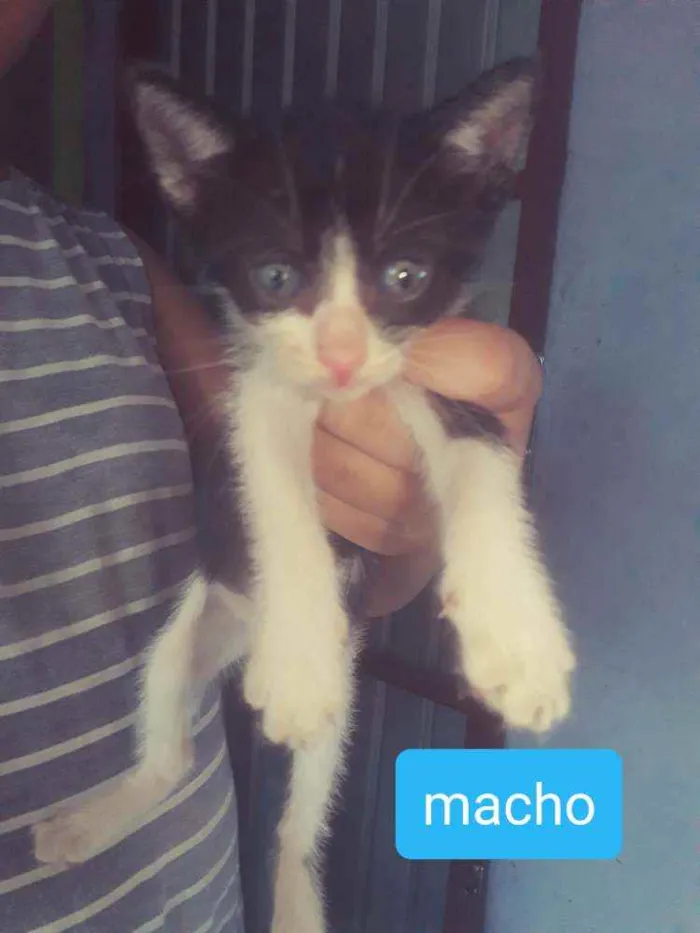 Gato ra a Mãe parecida com siamês  idade Abaixo de 2 meses nome Não tem nomes 