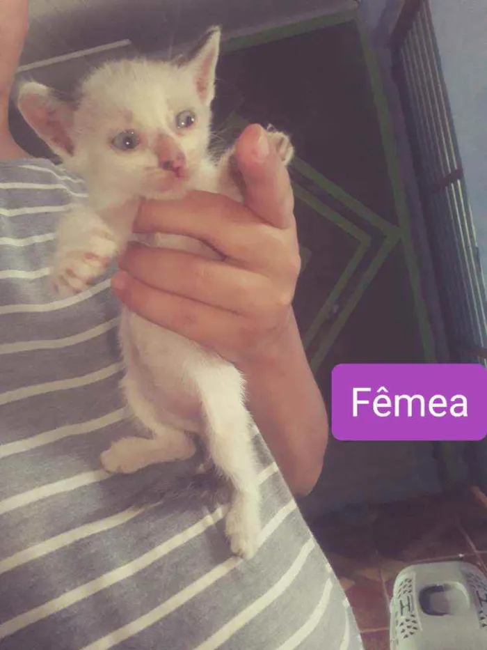 Gato ra a Mãe parecida com siamês  idade Abaixo de 2 meses nome Não tem nomes 