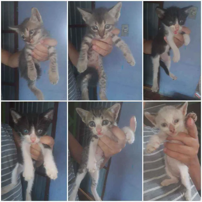 Gato ra a Mãe parecida com siamês  idade Abaixo de 2 meses nome Não tem nomes 