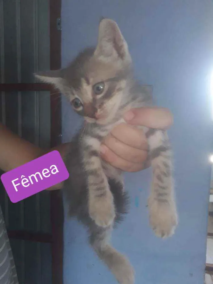 Gato ra a Mãe parecida com siamês  idade Abaixo de 2 meses nome Não tem nomes 